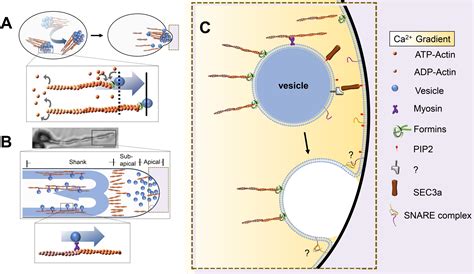 what are secretory vesicle similar to